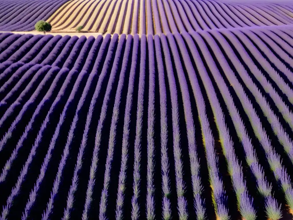 Festival Lavanda Provenza: tradición y belleza